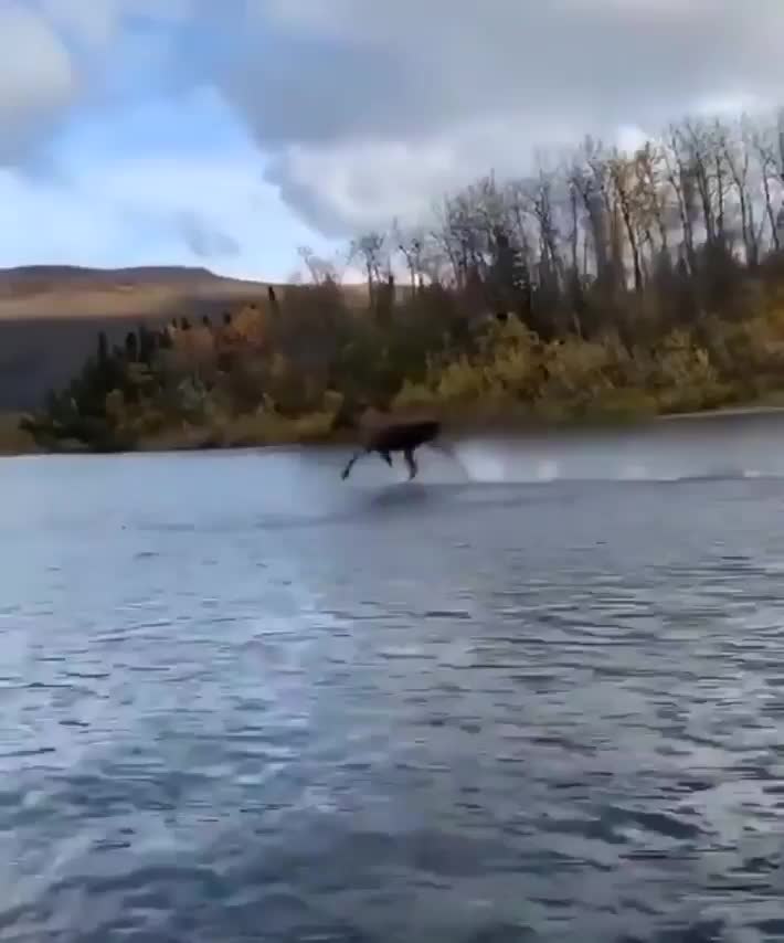 Moose running across river