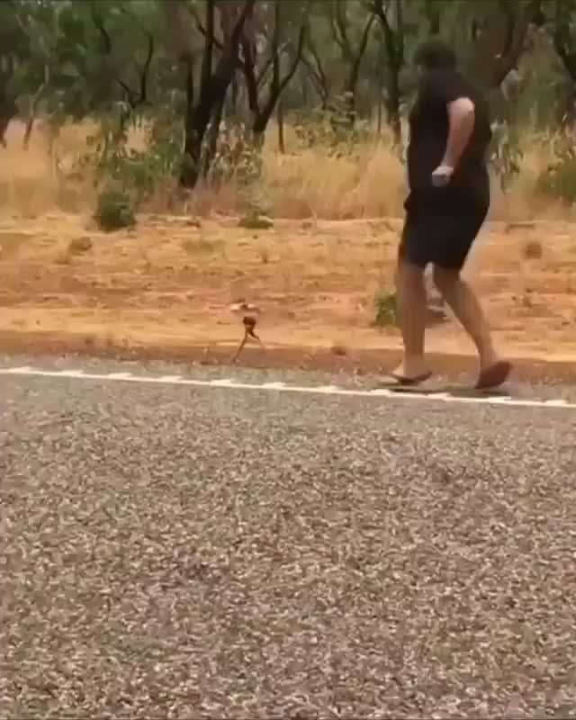 Getting chased by an angry Frilled-neck Lizard