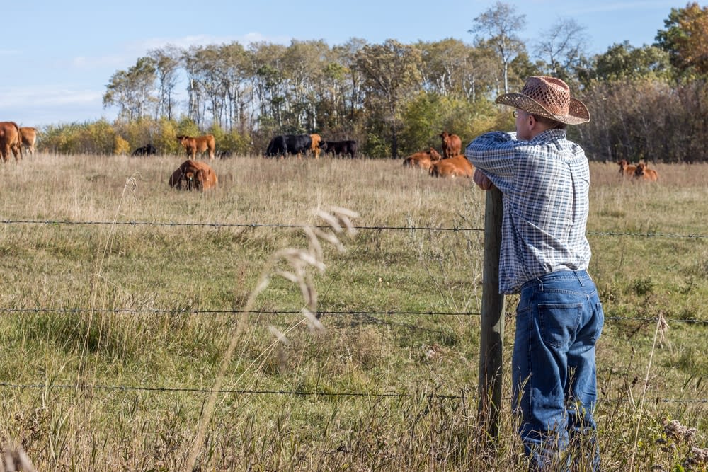 Cattle Ranchers Are Calling Out the Trump Administration