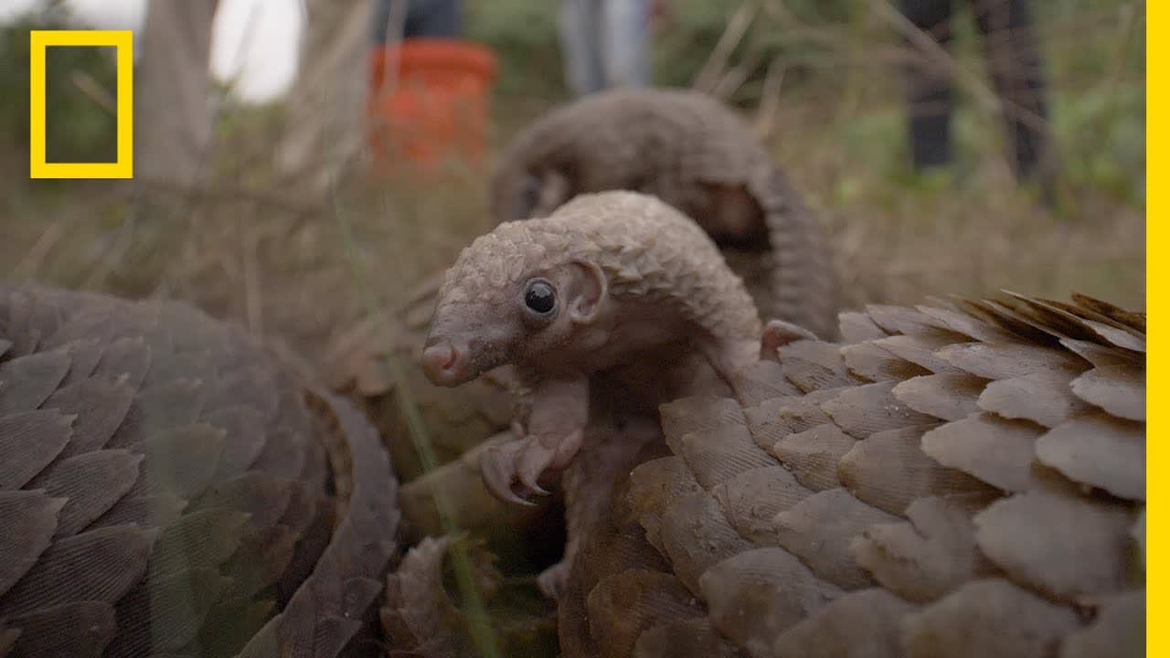 Nigerians Fight to Protect the World's Most Trafficked Mammal | National Geographic