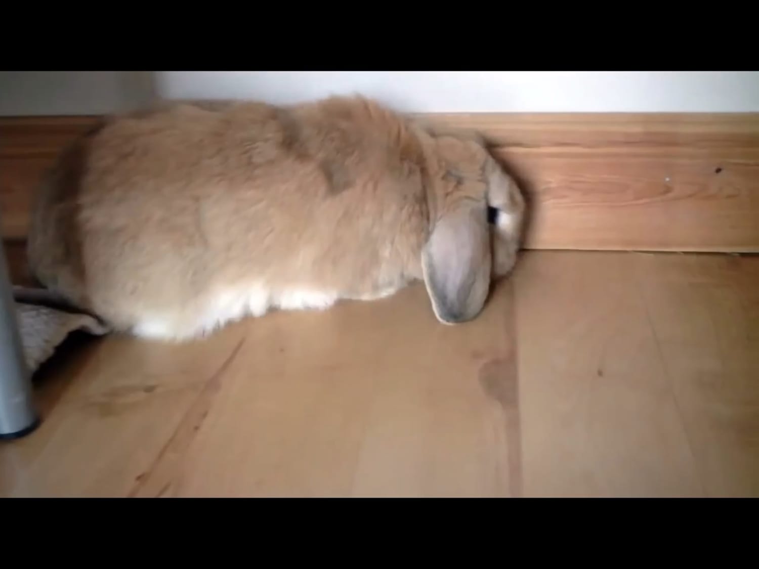 Bunnies flop over when they feel completely safe