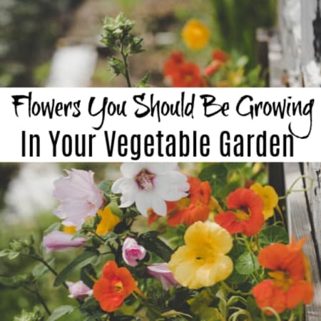 Flowers You Should Be Growing In Your Vegetable Garden