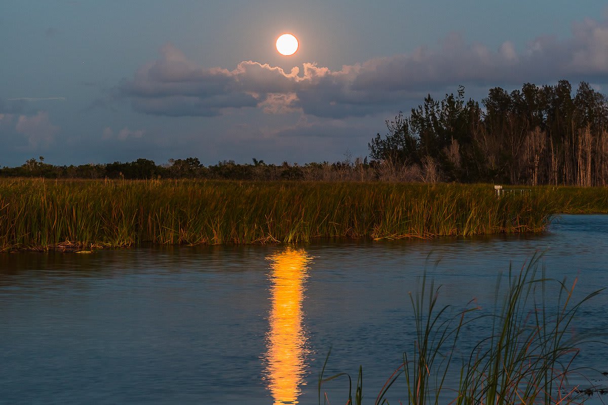 The moon reflects off the wetlands of the Arthur R. Marshall Loxahatchee National Wildlife Refuge in Florida. Part of the Everglades ecosystem, this vital refuge provides home and protection for endangered and threatened wildlife. NationalWildlifeRefugeWeek Pic by Bill Kierl