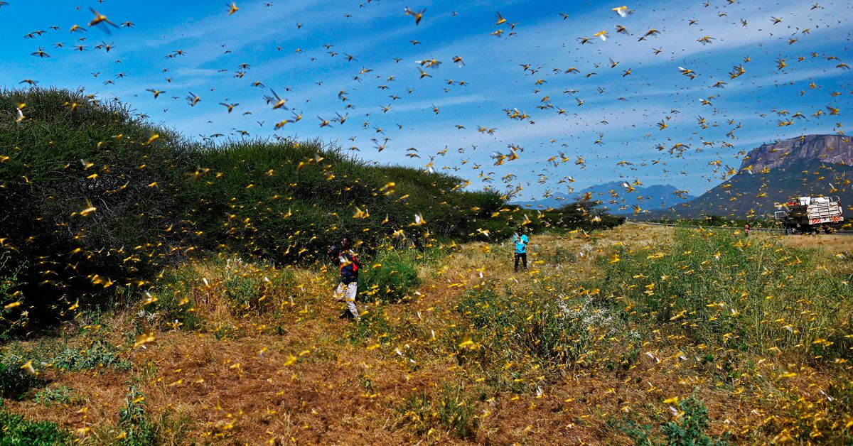 The other plague: Locusts are devouring crops in East Africa and the Middle East