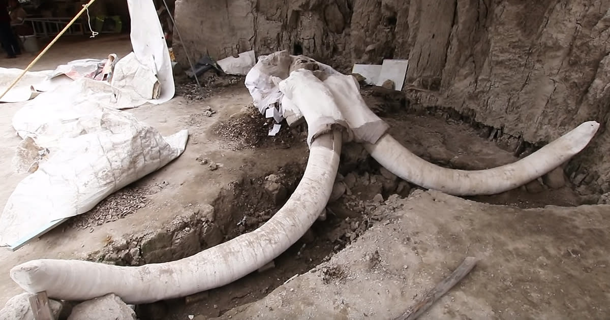 Huge Mammoth Skeletons Discovered In Human Traps In Mexico