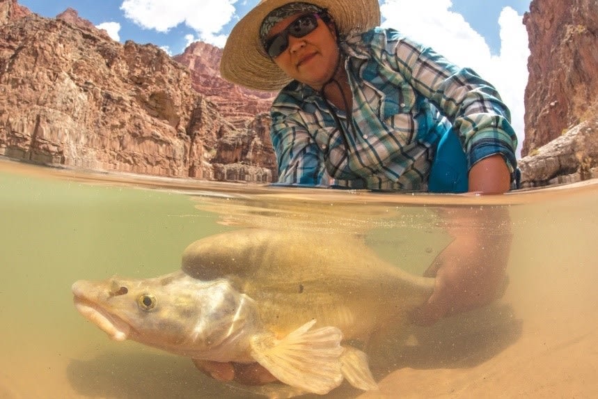 The Glen Canyon Dam Adaptive Management Program, which supports @usbr's Upper Colorado Region, helps protect the humpback chub and other threatened and endangered species. Pic courtesy of USGS and Freshwater Illustrated. Learn more: