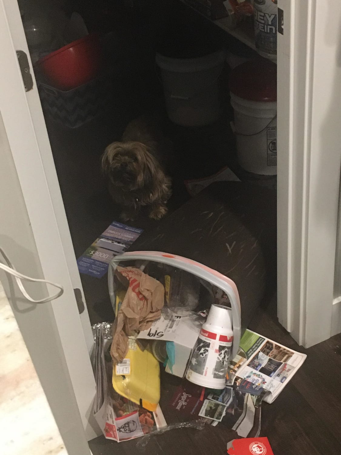 Woke up to my dog trapped in the pantry because she got into the trash.