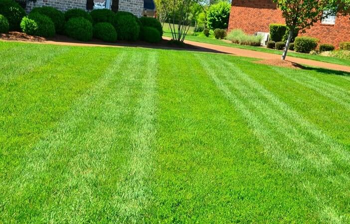 12 Easy Steps to Get Your Natural Lawn Off Drugs
