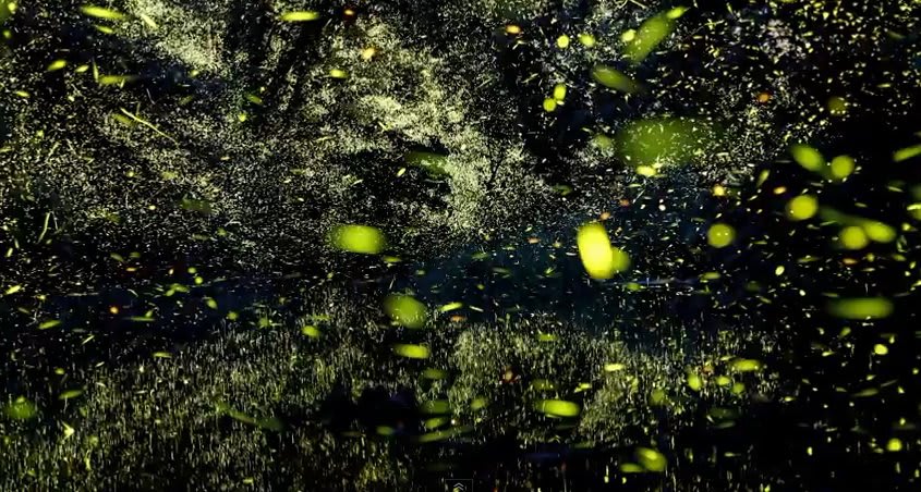 This Firefly Time-Lapse Video Is Beautiful