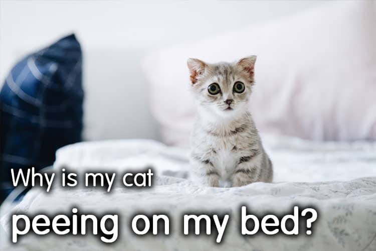 Why Is My Cat Peeing on My Bed? Resolved