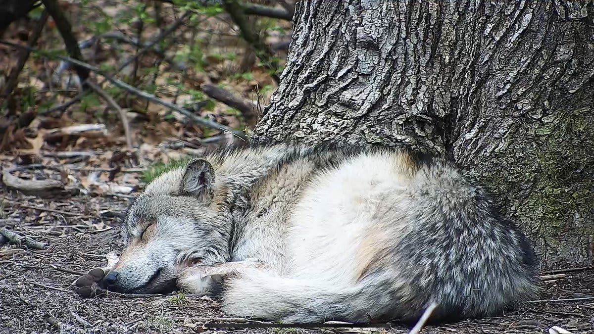 Meet Mexican gray wolf Joe Darling! Beyond his good looks, Joe Darling represents our participation in the effort to save his species from extinction. Curl up with him now via live webcam ➡️