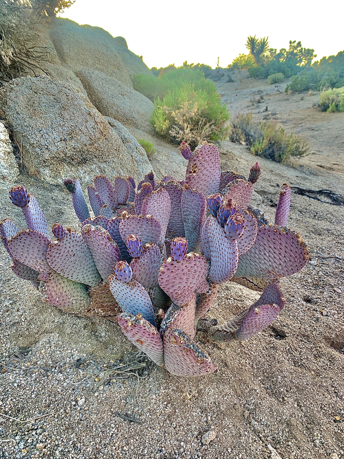 Can’t stop thinking about these cacti I saw in Joshua Tree 💜