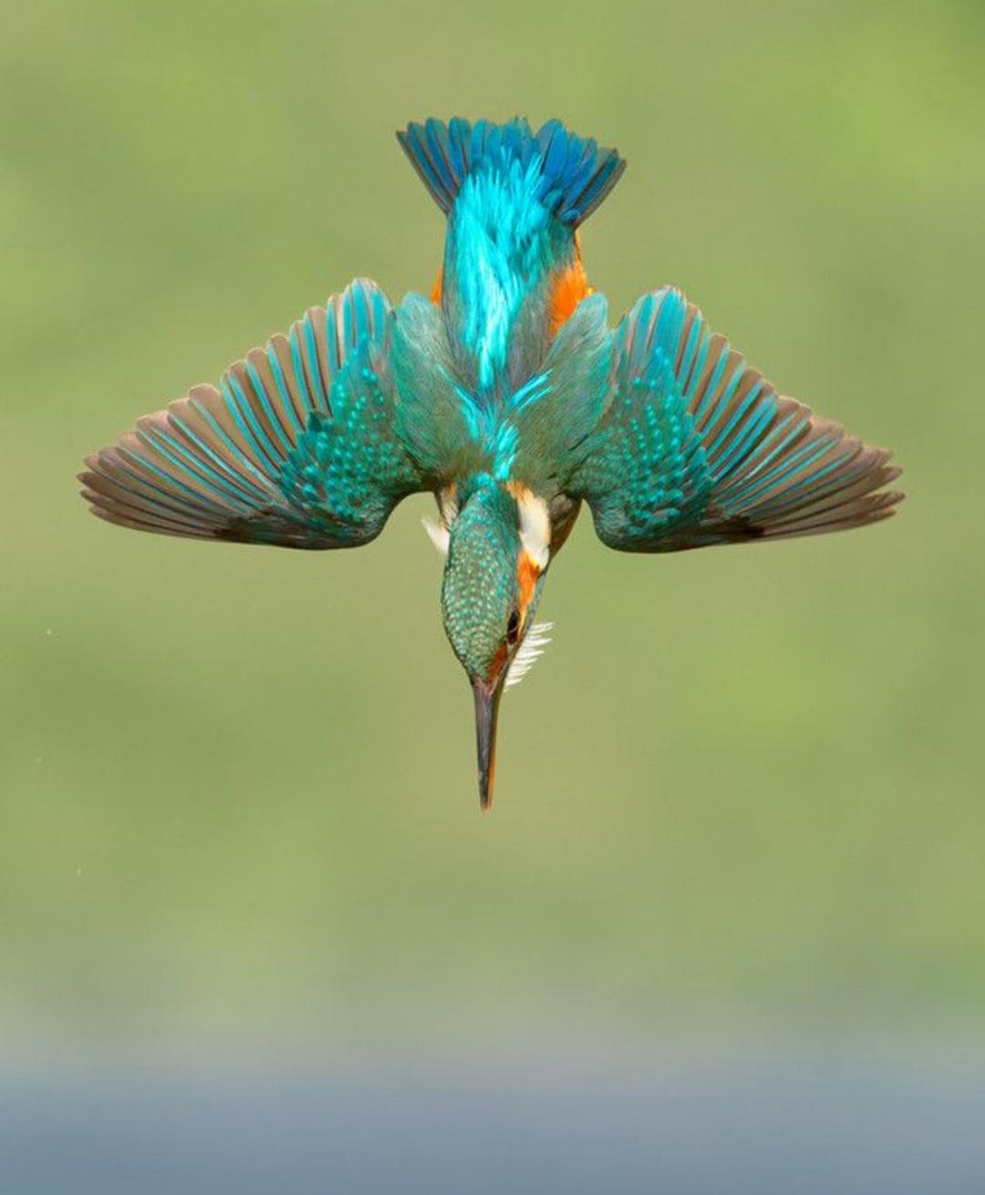 The design of a kingfisher’s beak is aerodynamically efficient, allowing it to dive from its perch, towards its prey, with maximum speed and minimum splash. In fact, the beak design is so clever that the front of many Japanese bullet trains are modelled to mimic it.