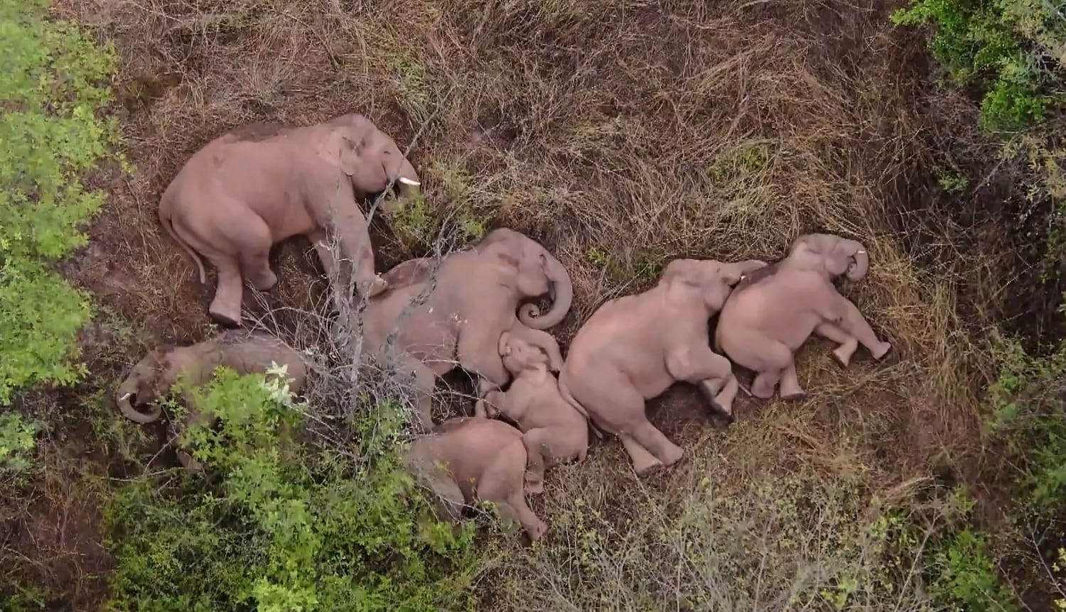 An elephant family asleep