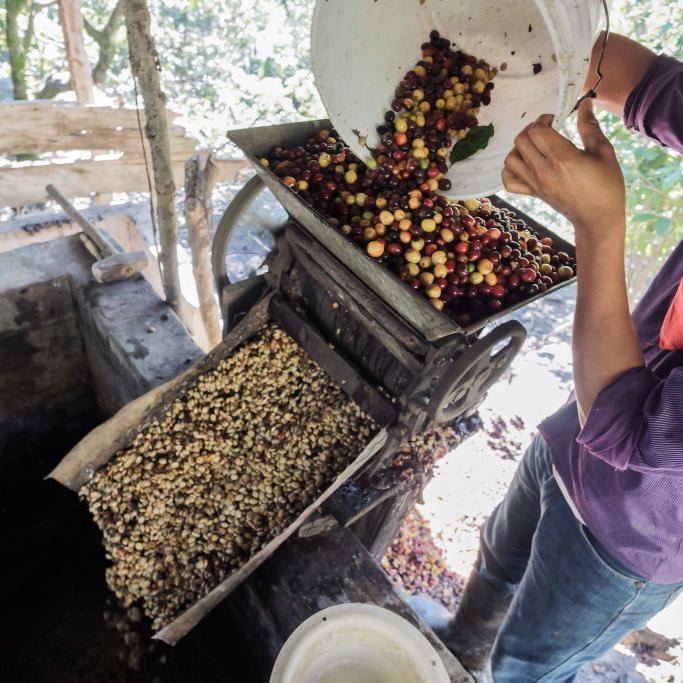 Majority of the World's Wild Coffee Is at Risk of Extinction