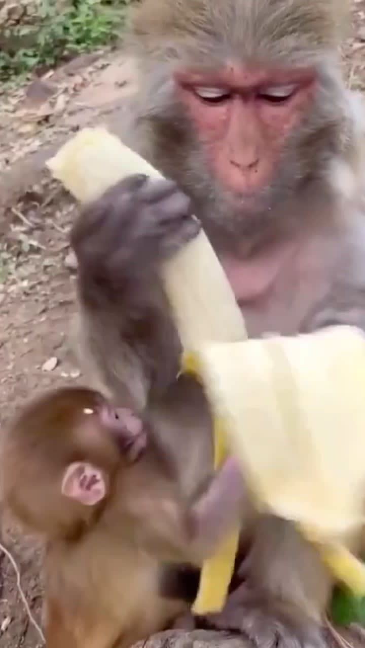 the way this monkey prepares its banana before eating. it’s behaviour is so similar to humans that it’s oddly fascinating to watch
