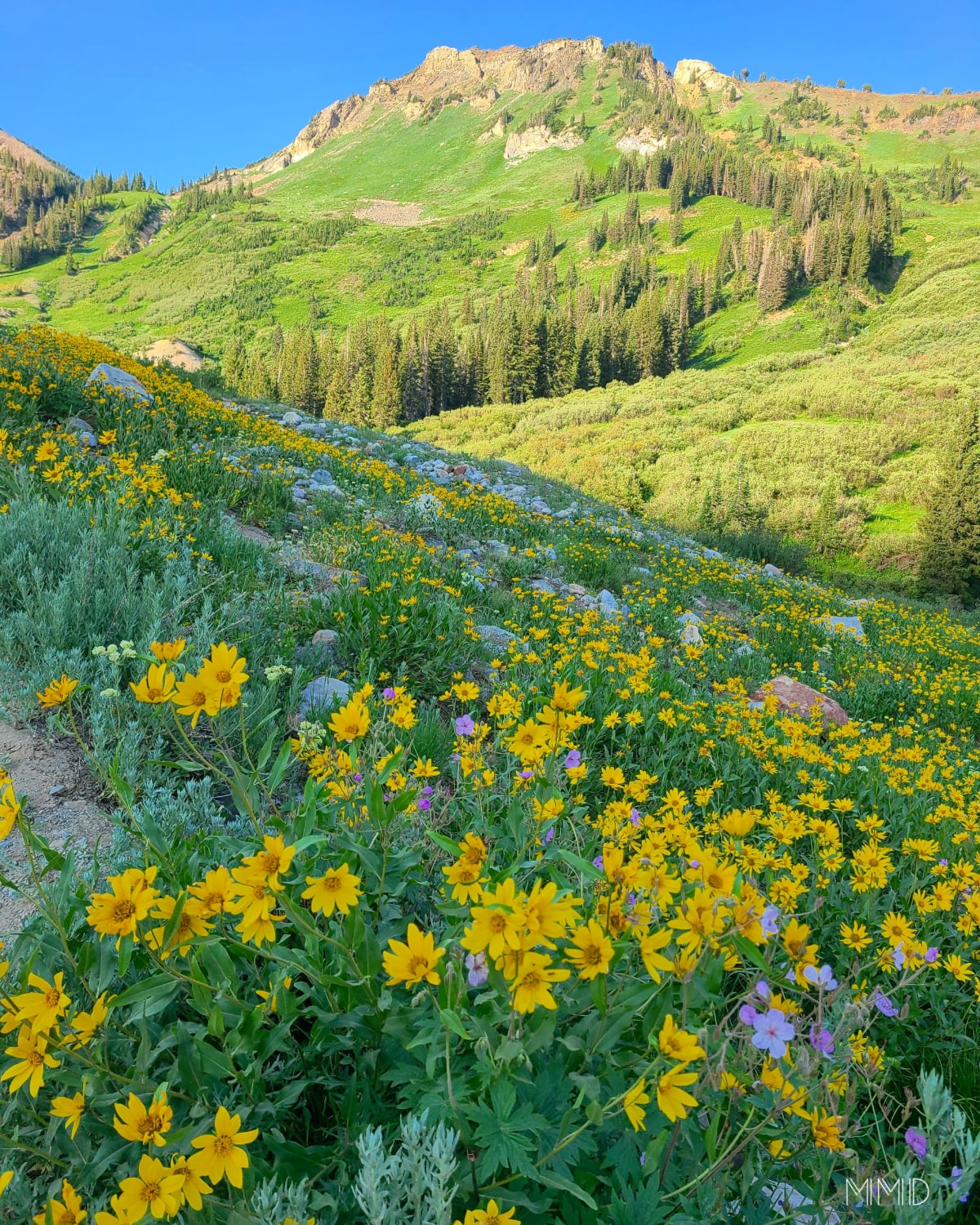 Peak Wildflowers near Alta, UT (Cecret Lake Trail)