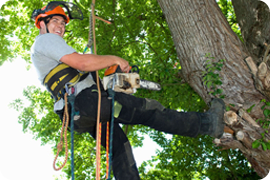 Understand the Common Issues Faced with Trees being Close to Electrical Wires