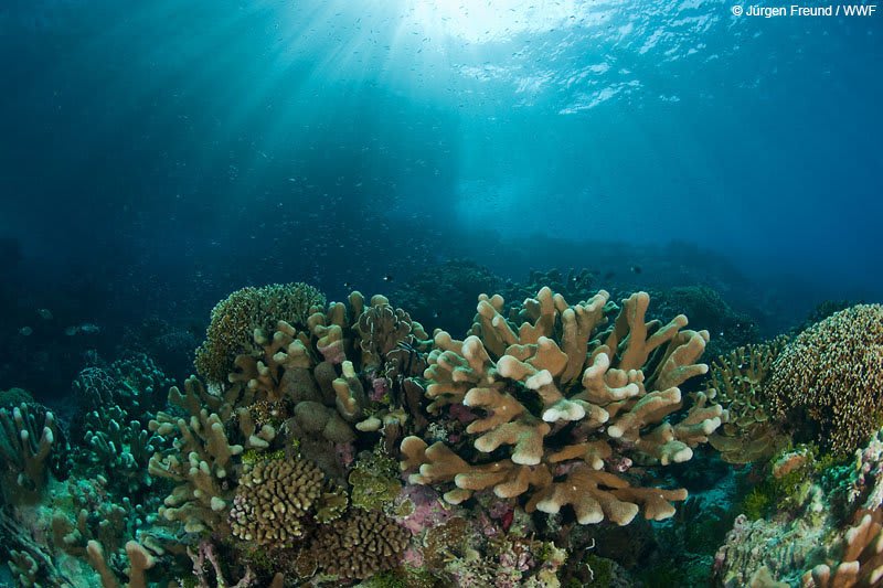 DYK coral reefs protect our coastline by absorbing some of the energy of waves from tropical storms?