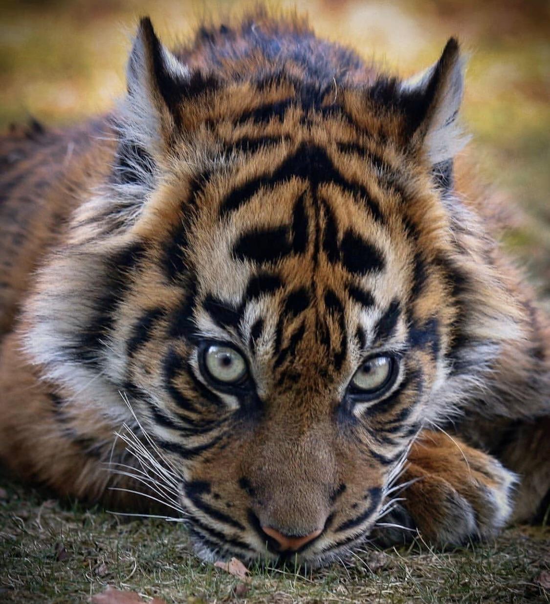Beautiful Little Tiger Cub