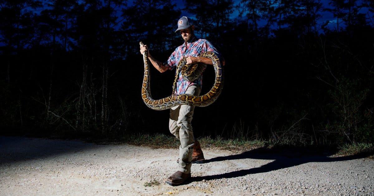 Inside the Effort to Hunt Pythons Slithering Amok in the Florida Everglades