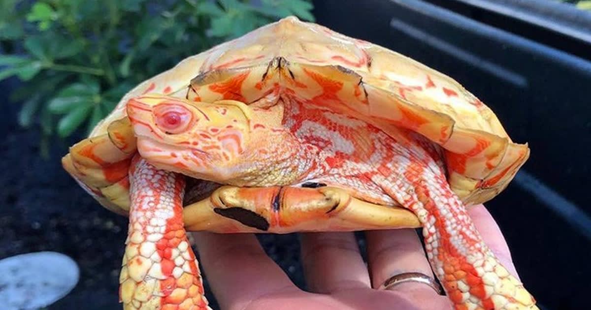 Stunningly Rare Albino Turtles Look Like Fiery Little Creatures