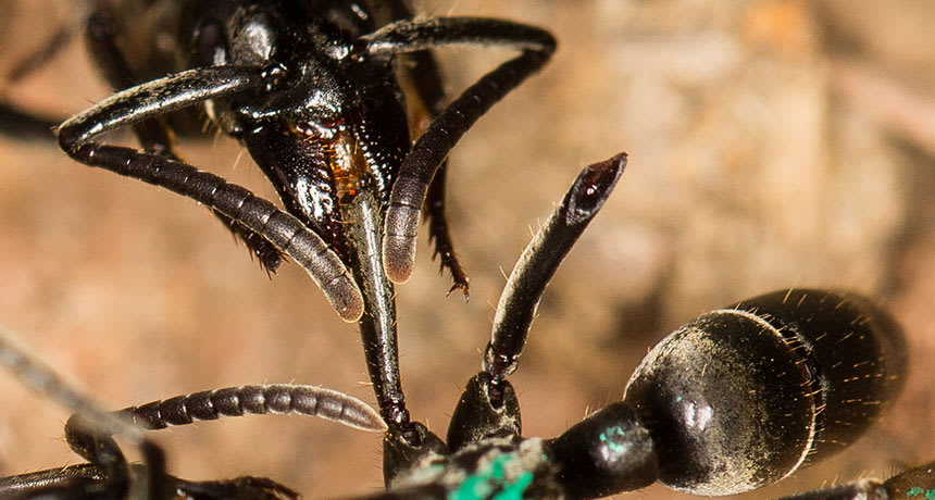 Ants practice combat triage and nurse their injured