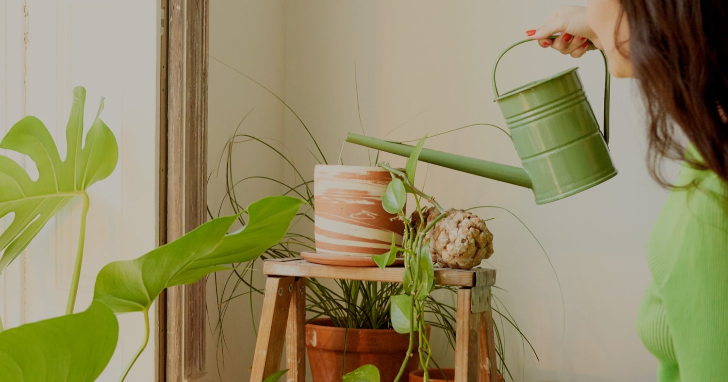 7 Places To Buy Plants Online To Suit Every Budget