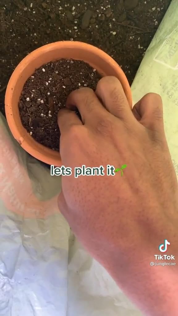Pin by Alicia Russell on gardening [Video] | Growing plants indoors, Growing plants, Plant care houseplant