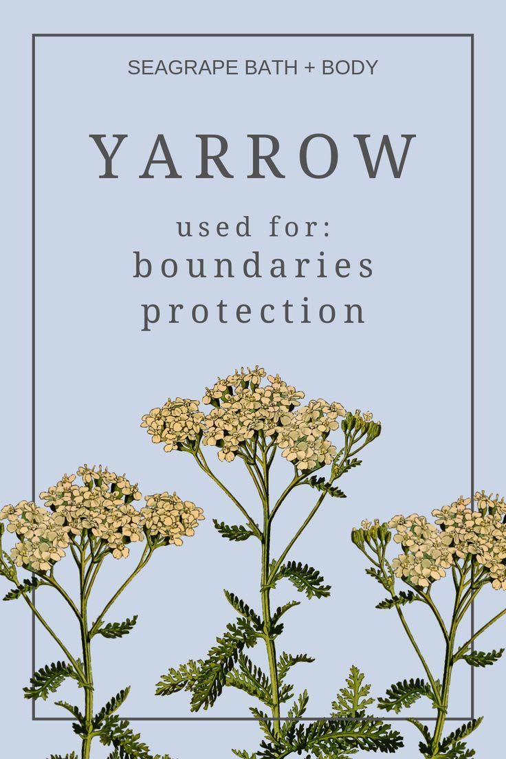 Working with yarrow for magical boundaries and protection
