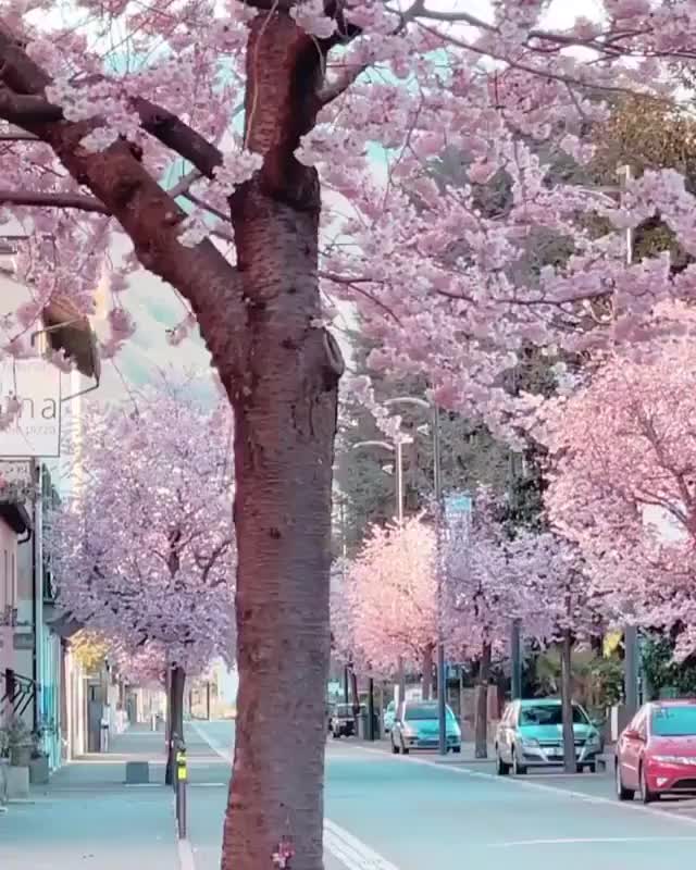A road of cherry blossoms in Switzerland