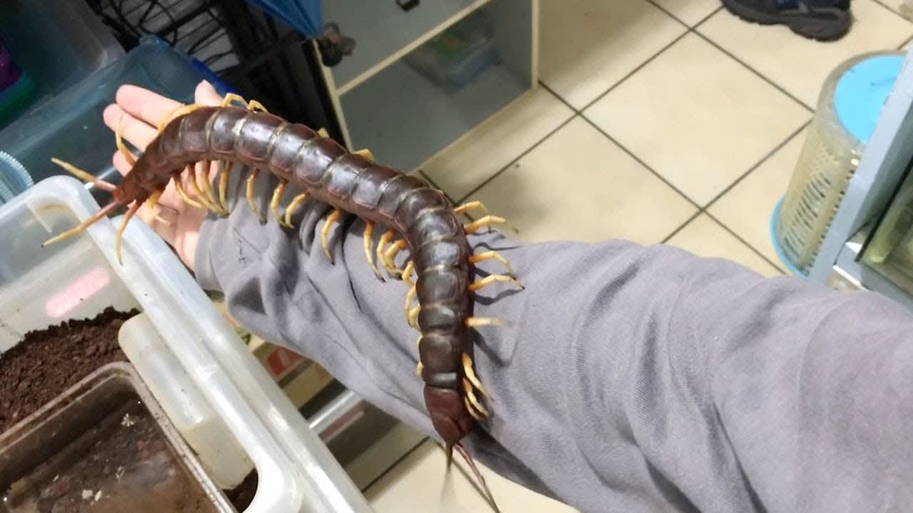 Giant pet Centipede crawls all over it's owner!