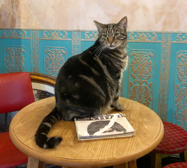Inside England's Accidental Cat Pub