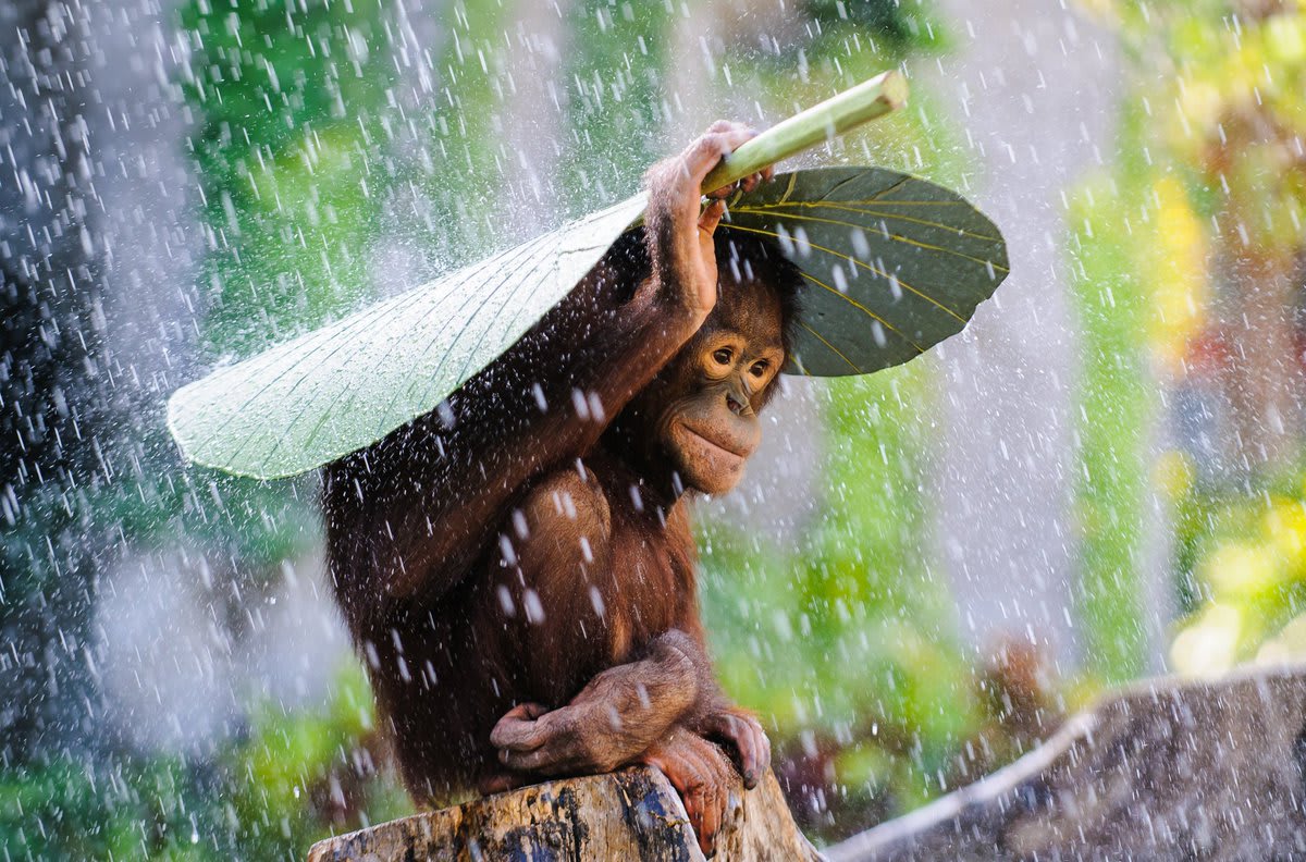 Winners of the 2015 National Geographic Photo Contest: Winners and Honorable Mentions -