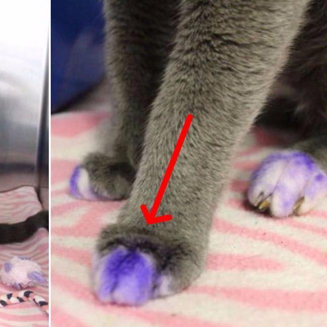 Shocking: If you see a cat with purple painted paws, Help Her Immediately.