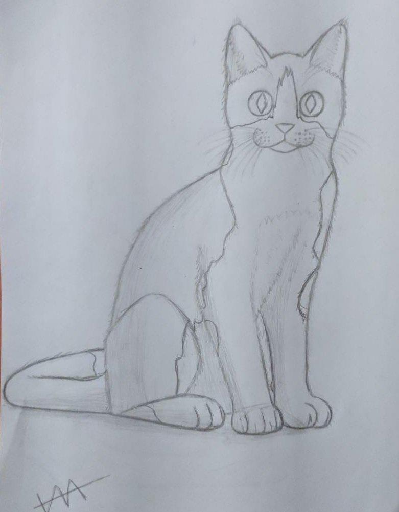 this is my first cat draw, what you think guys?