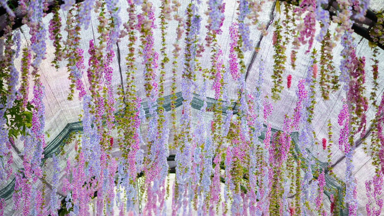 These Photos of Japan's Wisteria Tunnel Are Straight Out Of a Fairy Tale
