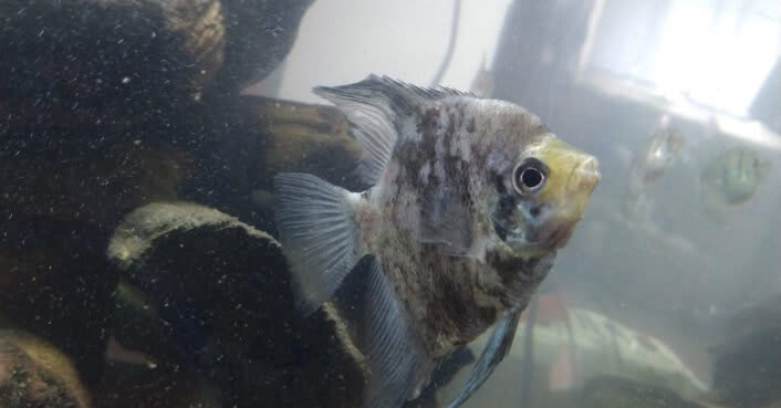 Innovative fish adoption program protects San Marcos River from invasive species