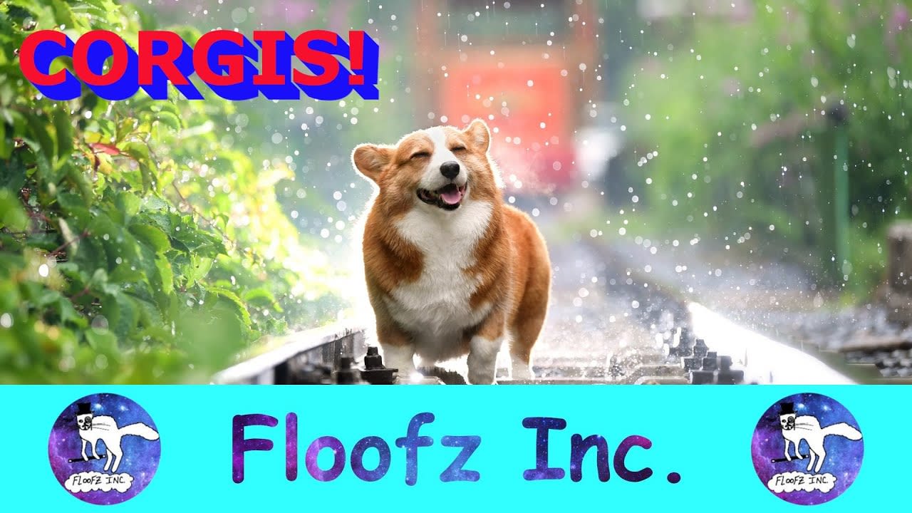 The Best and Funniest Corgi Video!