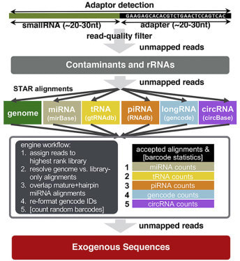 exceRpt: A Comprehensive Analytic Platform for Extracellular RNA Profiling