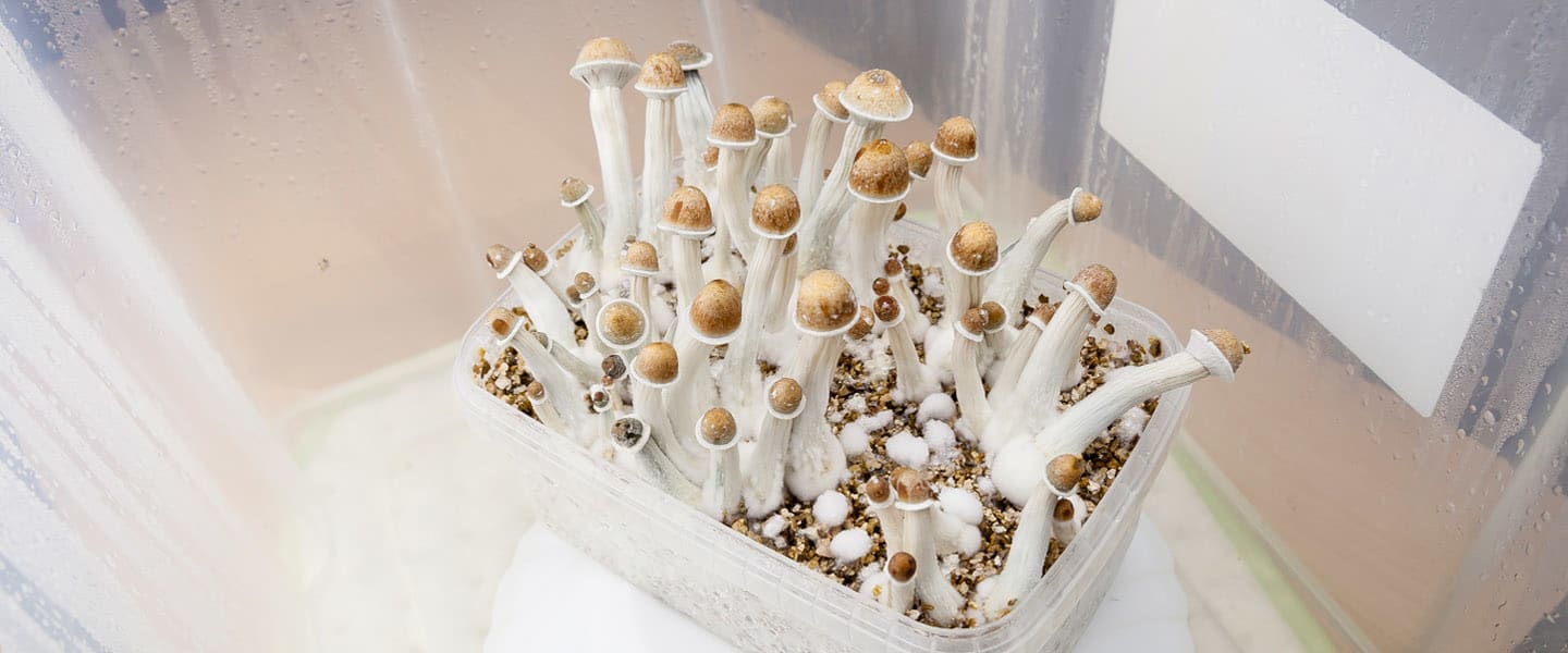 How to Grow Your Own Shrooms