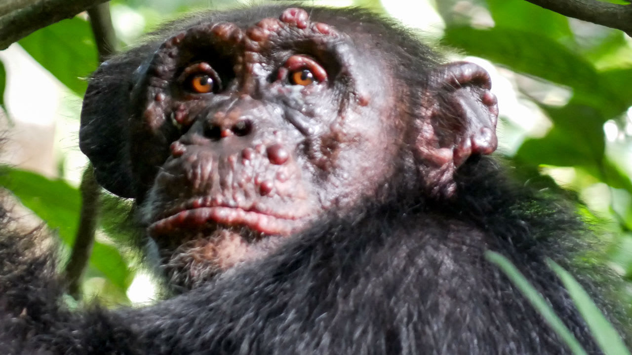 Leprosy, ancient scourge of humans, found to assail wild chimpanzees