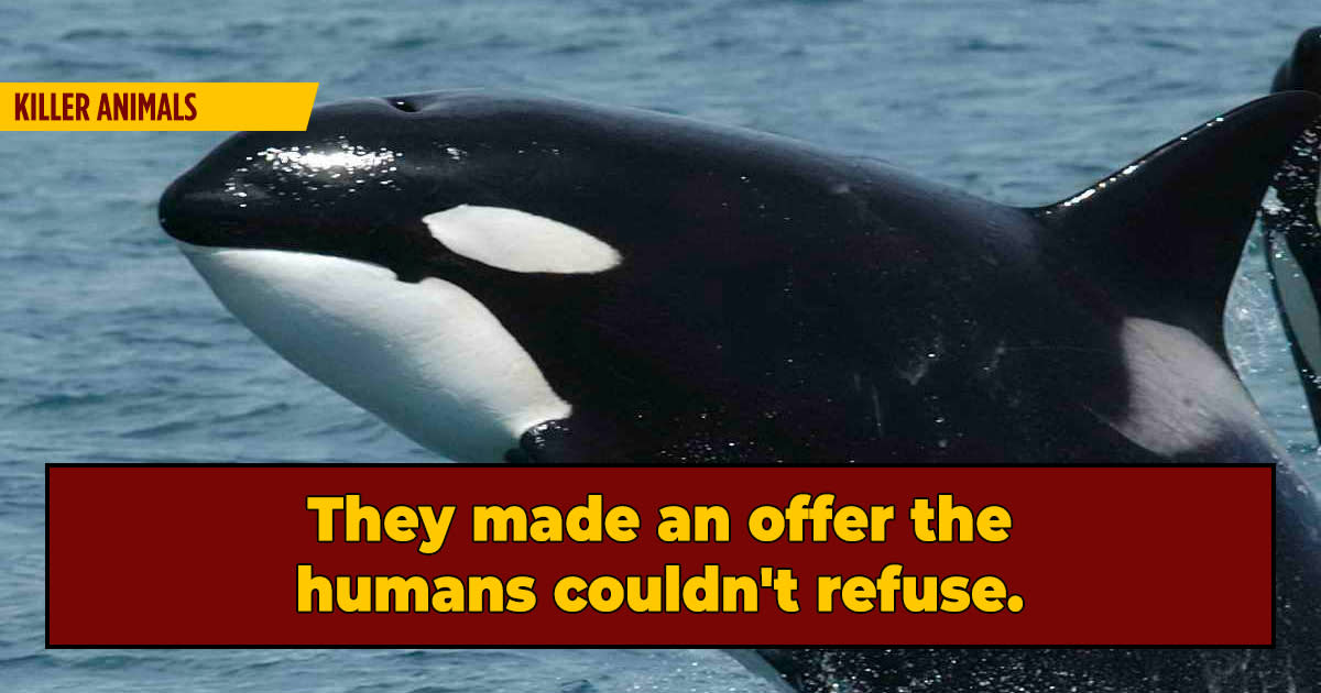 The Time Killer Whales Teamed Up With Whale Killers