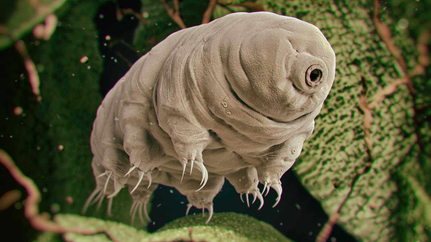 The Tardigrade, otherwise known as the Water Bear is one of the most badass animals on earth. These guys are known for resilience and are said to be able to adapt to the most extreme of environments, more than any other animal on earth. They have been exposed to outer space and survived, metal.