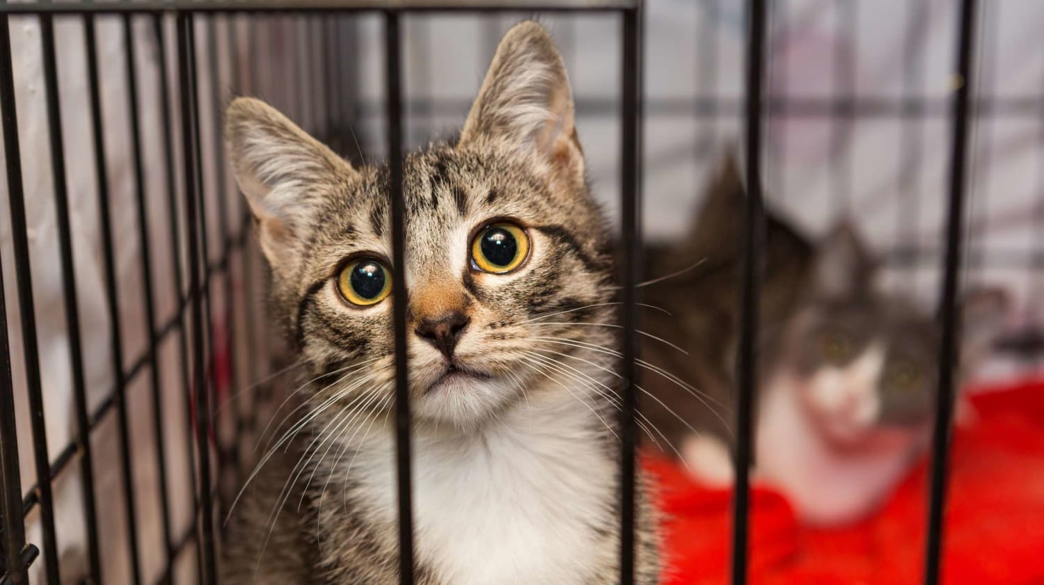 California's Wildfires Are Displacing Shelter Pets. Here's How You Can Help Them