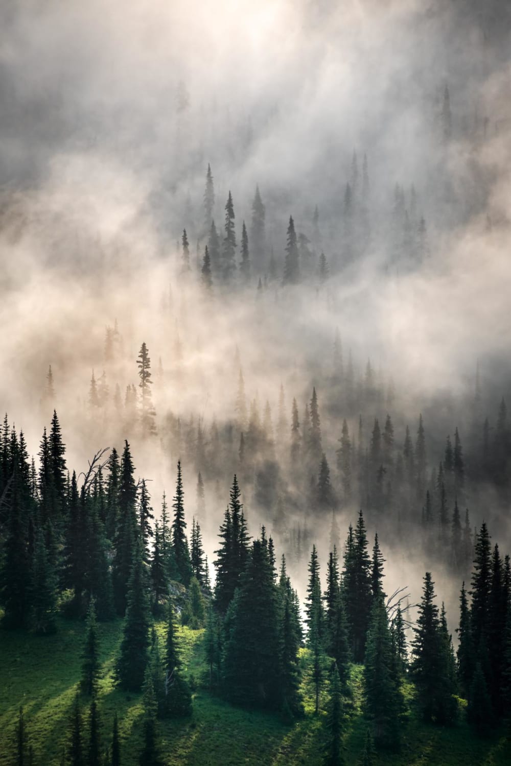 Low lying morning fog creating an eerie scene at Mt. Rainier National Park