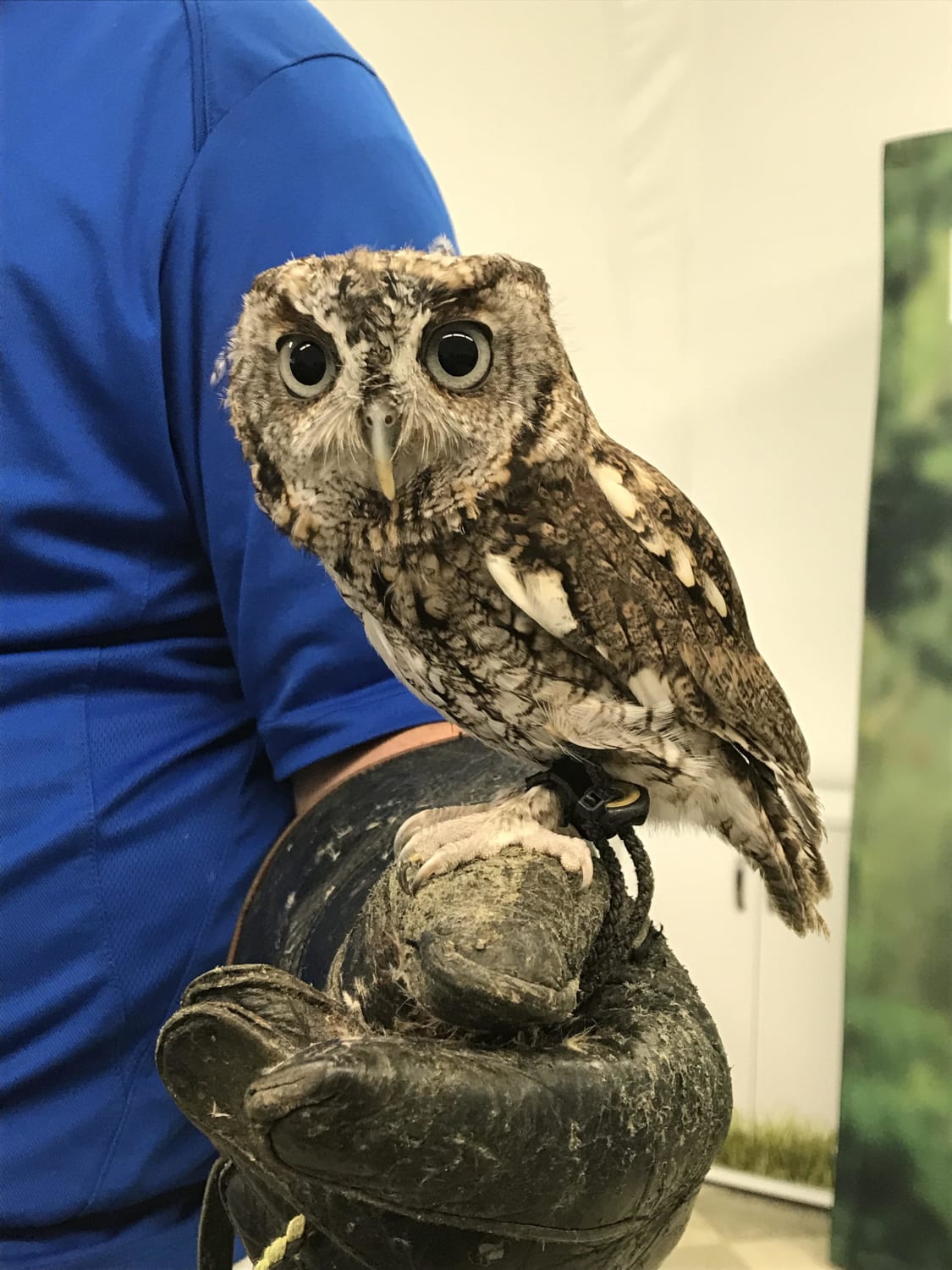 Meet Luna, from Pittsburgh’s National Aviary.