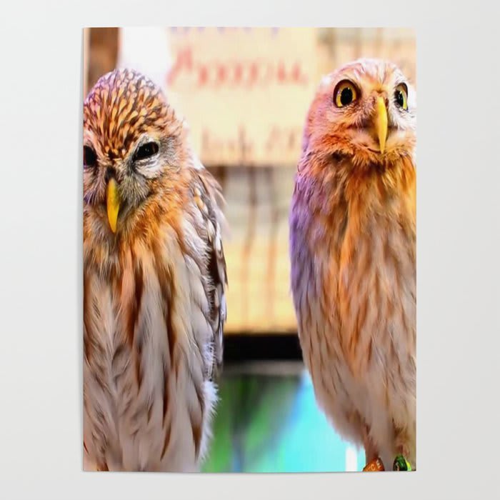 Owls Poster by freddybogato
