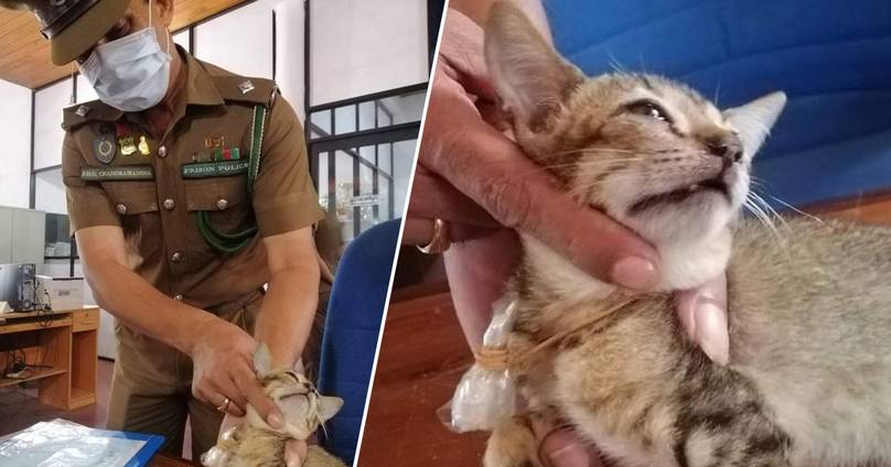 Cat Jailed For Smuggling Heroin Escapes Sri Lankan Prison