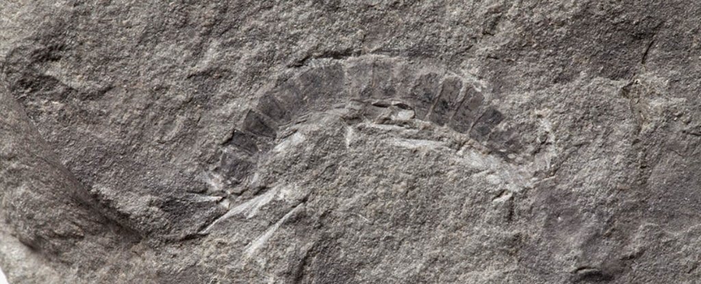 This May Have Been Earth's First-Ever Land Animal